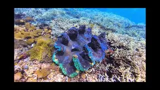 Raja Ampat Adventure 2025: Day 3 (Mioskon, Sauwandarek Jetty, and Arborek Jetty)