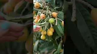 What does a loquat taste like?#shorts