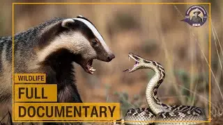 Exact Moment Badger Realized | Battle Caught on Camera #life #wildlife #explore #sweet #trending