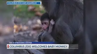 Columbus Zoo announces birth of baby mandrill monkey