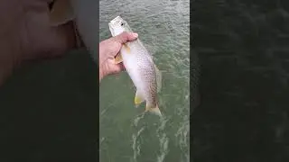 Beautiful Trout Release (Grey Trout|Weakfish) #shorts