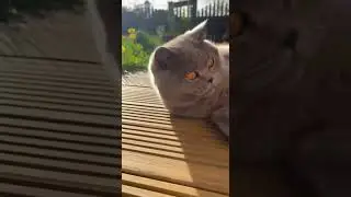 Cat Moves Fast! British Shorthair Reacts to Sudden Shade! #CatLife #CuteCat #SunBathing