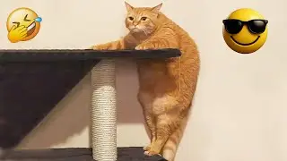 You Laugh You Lose 😁 Funniest Cats and Dogs 2026 🐶❣️ Part 16