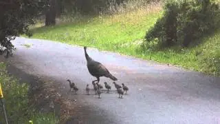 Family of wild turkeys in Nicasio (and baby turkey)