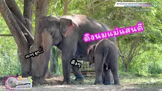 มีนา พาเพลิน 31 สิงหาคม 2567 น้องจะดึงนมแม่แสนดีแบบนี้ไม่ได้!!!