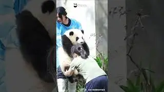 Panda He Hua: For The Record, I&rsquo;m Not That Heavy | iPanda #shorts