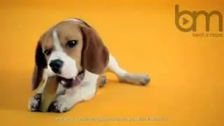 Skrillex's Dubstep Dog