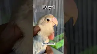 Eye infection treatment in just three days👍 #shorts#viral#business#birds#chicks#infection#disease