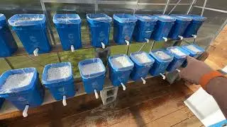 Adding Perlite to the Dutch Buckets