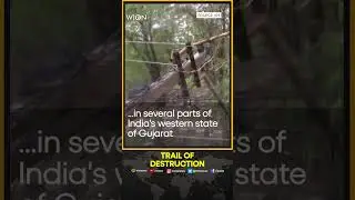 Cyclone Biparjoy brings down power lines & trees in India | WION Shorts