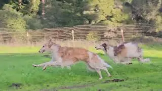 Borzoi Running 