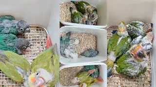 Conure Handfeeding Chicks | Sun Conure | Small Conure | fancy birds chennai