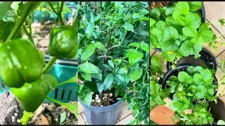 Relaxing garden, slow life in Australia 
