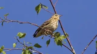 Tree Pipit, Boompieper singing