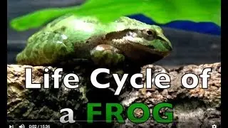 Life Cycle of a FROG - Draw/Color -  Real Frogs - Kid Science