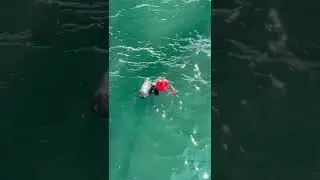 Spear fishing BRIGHTON BEACH PIER