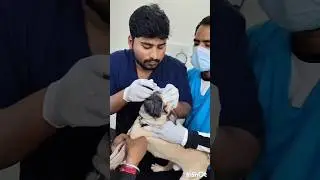 টবির চোখে আলসার হয়ে গেছে🥹🥹#youtubeshorts #shorts #dog #pets #viral #trending #ytshorts #youtube #yt
