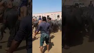 700 Buffaloes Going Slaughter House #shortsviral #viral #buffalo
