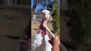 Hear a Turkey Purr Like a Kitty and See the Happy Contentment! ❤️🦃❤️