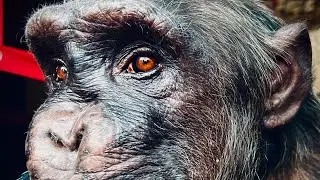 MONKEY WORLD - APE RESCUE CENTRE
