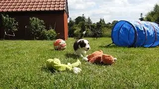 bearded collie puppy from Buhlbino kennel - 5.5 week