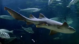 SHARK SECRETS: DISCOVER THE AMAZING LIFE OF THESE OCEAN PREDATORS