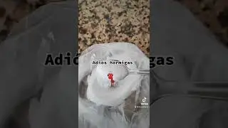 Remedio casero para eliminar las hormigas , diles adi&oacute;s para siempre !!