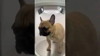 Automatic dog washing robot on the street sgfg13456