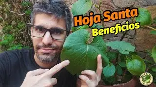 &iquest;Qu&eacute; es la Hoja Santa y Cu&aacute;les son sus Beneficios?