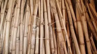 Bamboo may help the planet solve complex climate crisis