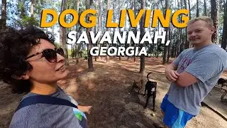 Embracing Savannah Georgia Parks and Pet Adventures | Dog Friendly Spots | The Combine Dog Living