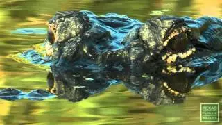 Gator Eyes - Postcard From Texas