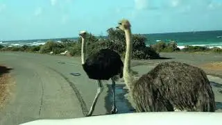 Ostriches at the Cape of Good Hope, South Africa