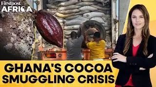 Chocolates To Get Expensive? Ghana Loses 160,000 Tonnes of Cocoa to Smuggling | Firstpost Africa