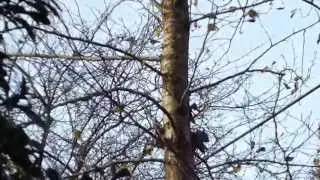 Squirrel - Egerne - Ikorne - &Iacute;korni - Nagd&yacute;r - Kastan&iacute;utr&eacute; - Kastan&iacute;uhneta