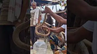 Cobrasnake  #rescue #cobrarescue #snakepoison #shortsfeed #shorts #shortvideo #reels