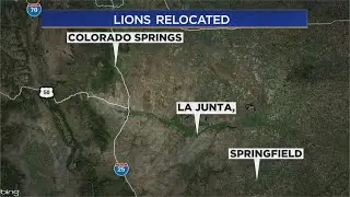Wild Animal Sanctuary gets 9 lions that used to be in zoo in Ukraine