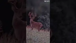 Who&rsquo;s excited for the season?!Show me your target buck #hunter #deerhunting #hunting #foryou #fyp