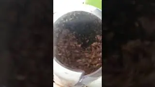 Interrupted Coffee Grinding In Slow Motion - Grinding Sound