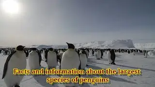 The Emperor Penguin and its Greatness