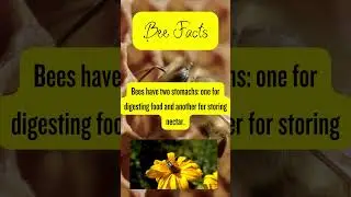 Discovering Bee Pollination 🌼 #Pollination #Bees