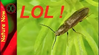 Funny Click Beetle.