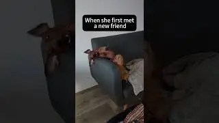 Meeting new friends for the first time😂😂#dog #funnydog #funnypets #fyp