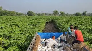 Papaya harvesting information 16/12/2025 #fruit #agriculture #nature 