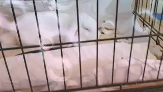 Sleep little bunny