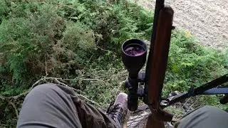 aff&ucirc;t sanglier,voici quelques prises de vue...+ tir d'un renard......HD