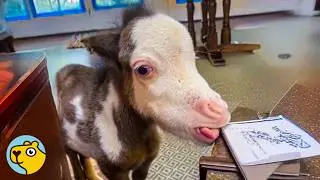 Smallest Horse in the World Thinks He’s A French Bulldog!