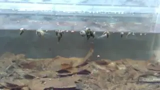indoreonectes everzadi