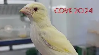Stagione cove 2024