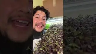 Big Pharma puts profit first. Always. #microgreenfarm #urbanfarmer #plants #urbanfarms